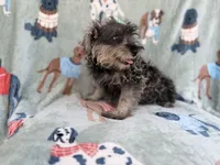 Piper, a female Miniature Schnauzer for sale in Lakeland, FL – 9 of 9