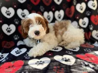 Talon, a male Cockapoo for sale in Lakeland, FL – 3 of 9