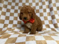 Amos, a male Miniature Goldendoodle for sale in Lakeland, FL – 3 of 8