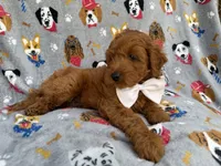 Bear, a male Cavapoo and Poodle - Miniature  for sale in Lakeland, FL – 4 of 8