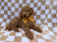 Moose, a male Poodle - Miniature  for sale in Lakeland, FL – 7 of 9