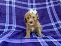 Anna, a female Cavapoo and Poodle - Miniature  for sale in Lakeland, FL – Photo 9 of 9