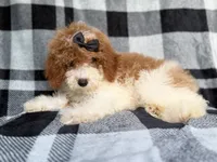 Pepper, a female Cockapoo for sale in Lakeland, FL – 5 of 8