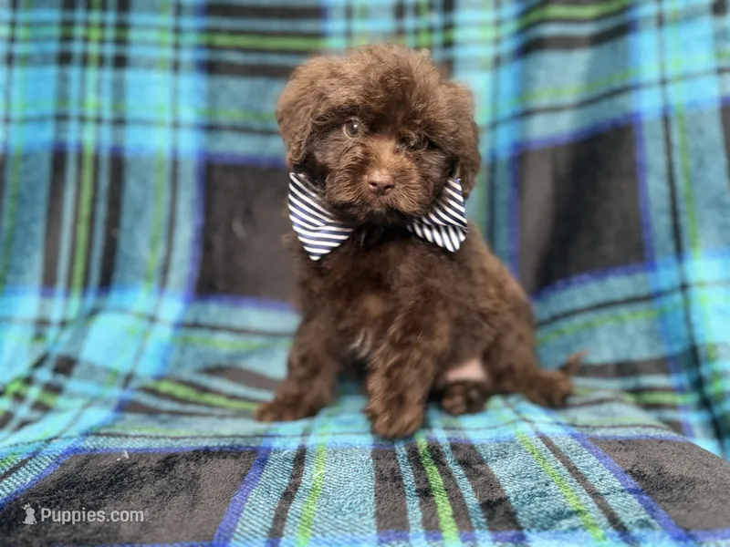 Bentley – Shihpoo, Poodle - Miniature  puppy for sale in Lakeland, FL
