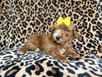 Janey, a female Cockapoo for sale in Lakeland, FL – 2 of 9