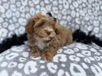 Harley, a female Shih Tzu and Poodle - Miniature  for sale in Lakeland, FL – Photo 4 of 8