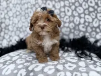 Harley, a female Shih Tzu and Poodle - Miniature  for sale in Lakeland, FL – Photo 2 of 8