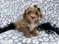 Harley, a female Shih Tzu and Poodle - Miniature  for sale in Lakeland, FL – Photo 1 of 8