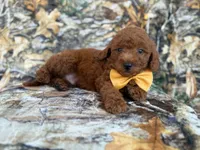 Luca, a male Miniature Goldendoodle for sale in Lakeland, FL – 5 of 9