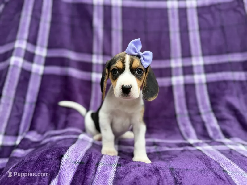 Pooh – Beagle puppy for sale in Lakeland, FL