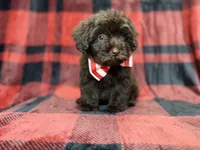Bryant, a male Shihpoo and Poodle - Miniature  for sale in Lakeland, FL – 7 of 9