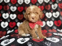 Pluto, a male Poodle - Miniature  for sale in Lakeland, FL – 8 of 9