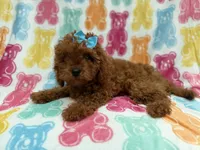 Dora, a female Cavapoo for sale in Lakeland, FL – 3 of 7