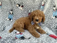 Benson, a male Cavapoo for sale in Lakeland, FL – 7 of 8