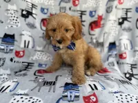 Conner, a male Cavapoo for sale in Lakeland, FL – 8 of 9