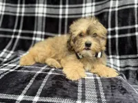 Diego, a male Shihpoo for sale in Lakeland, FL – 1 of 7