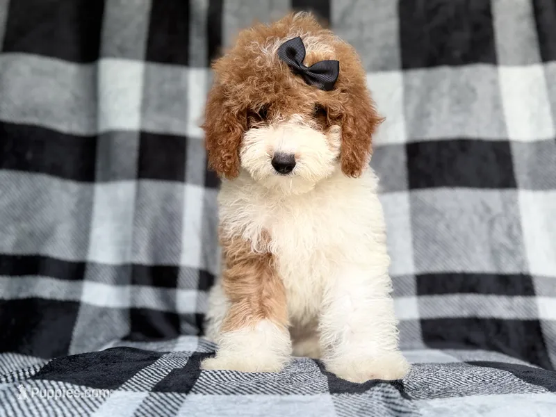 Pepper – Cockapoo puppy for sale in Lakeland, FL