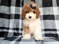 Pepper, a female Cockapoo for sale in Lakeland, FL – 1 of 8
