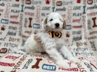 Louie, a male Cockapoo for sale in Lakeland, FL – 7 of 9