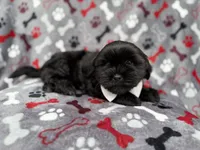 Scout, a male Shih Tzu and Shichon for sale in Lakeland, FL – 5 of 9