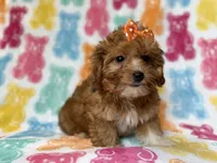 Bree, a female Yorkipoo for sale in Lakeland, FL – 7 of 10