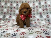Lucky, a male Cavapoo for sale in Lakeland, FL – 3 of 9