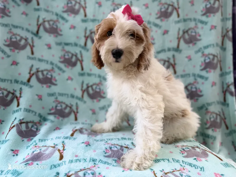 Tilly – Cockapoo puppy for sale in Lakeland, FL