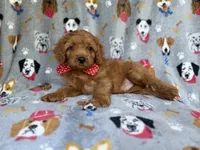 Meeko, a male Cavapoo for sale in Lakeland, FL – 5 of 8