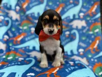 Tigger, a male Beagle for sale in Lakeland, FL – 1 of 7