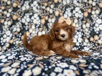 Miley, a female Cockapoo and Poodle - Miniature  for sale in Lakeland, FL – 2 of 8