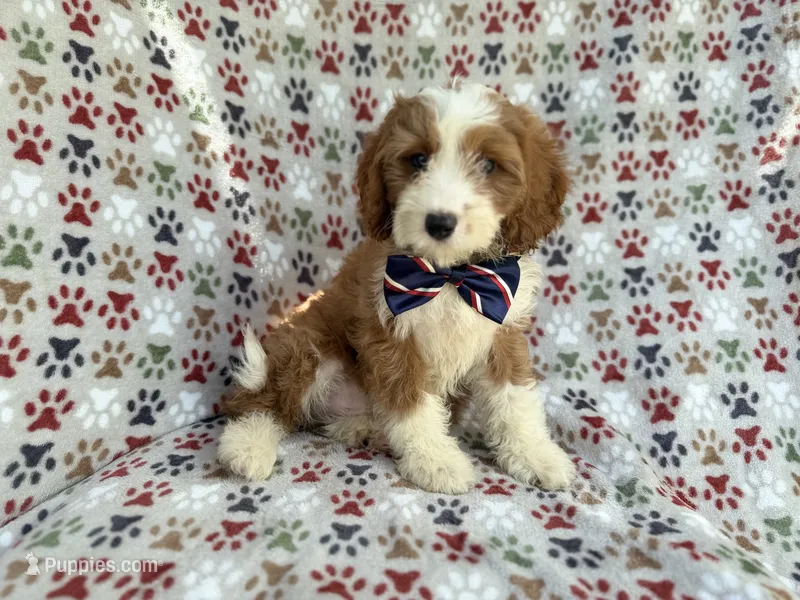 Cash – Cavapoo puppy on hold in Lakeland, FL