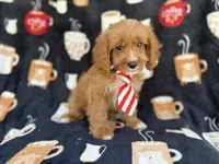 Bentley, a male Cavapoo for sale in Lakeland, FL – 7 of 9