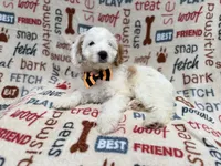 Louie, a male Cockapoo for sale in Lakeland, FL – 5 of 9
