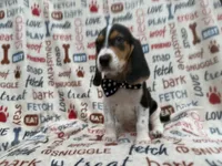 Waylon, a male Beagle for sale in Lakeland, FL – 9 of 9