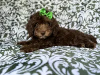 Claire, a female Cavapoo for sale in Lakeland, FL – 9 of 9