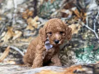Landon, a male Cavapoo for sale in Lakeland, FL – 6 of 9