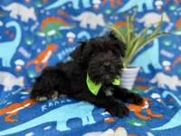 Valentino, a male Miniature Schnauzer for sale in Lakeland, FL – Photo 5 of 9