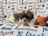 Travis, a male Shih Tzu and Poodle - Miniature  for sale in Lakeland, FL – Photo 8 of 9