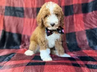 Twix, a male Poodle - Miniature  for sale in Lakeland, FL – 9 of 9
