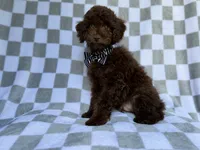 Captain, a male Cavapoo for sale in Lakeland, FL – 9 of 9