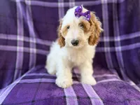 Tara, a female Cockapoo for sale in Lakeland, FL – 5 of 10