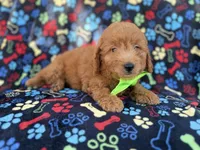 Leroy, a male Miniature Goldendoodle for sale in Lakeland, FL – 6 of 7