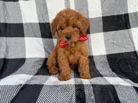 Bruno, a male Cavapoo for sale in Lakeland, FL – 9 of 9