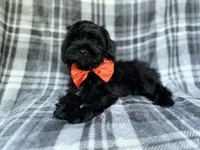 Zander, a male Shihpoo for sale in Lakeland, FL – 2 of 9