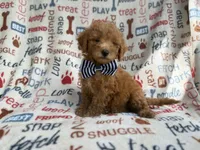 Luke, a male Goldendoodle for sale in Lakeland, FL – 2 of 8