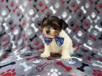 Tuck, a male Yorkshire Terrier for sale in Lakeland, FL – 6 of 8