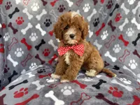 Leo, a male Cavapoo for sale in Lakeland, FL – 6 of 9