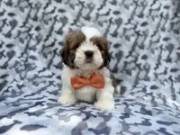 Gannon, a male Lhasa Apso for sale in Lakeland, FL – 3 of 7