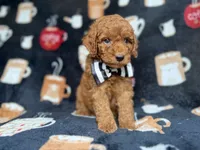 Maverick, a male Cockapoo and Poodle - Miniature  for sale in Lakeland, FL – 4 of 8