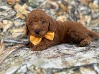 Luca, a male Miniature Goldendoodle for sale in Lakeland, FL – 8 of 9
